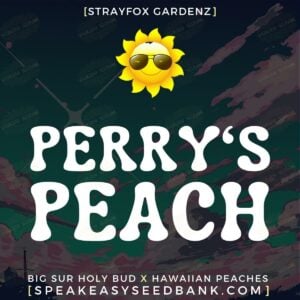 Perry's Peach by Strayfox Gardenz