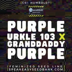 Purple Urkle 103 x Granddaddy Purple by CSI Humboldt