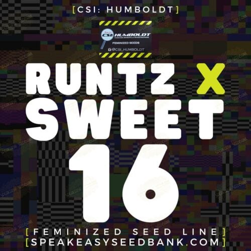 Runtz x Sweet 16