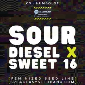 Sour Diesel x Sweet 16 by CSI Humboldt