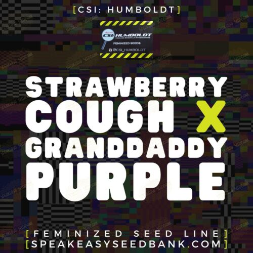 Strawberry Cough x GrandDaddy Purple
