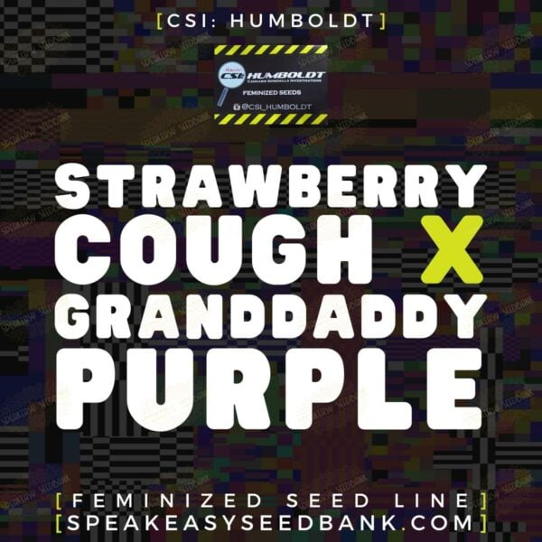 Strawberry Cough x Granddaddy Purple by CSI Humboldt