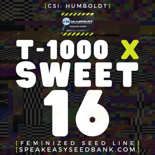 T-1000 x Sweet 16