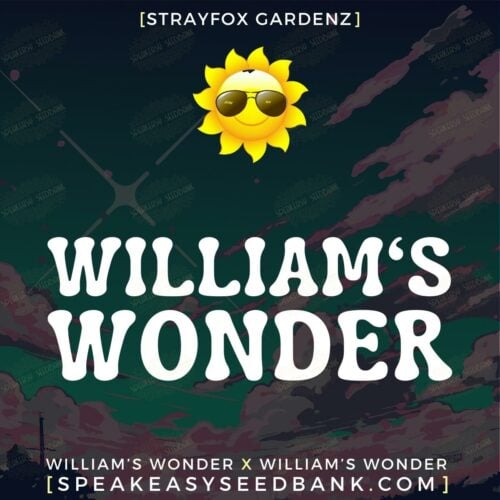 William's Wonder