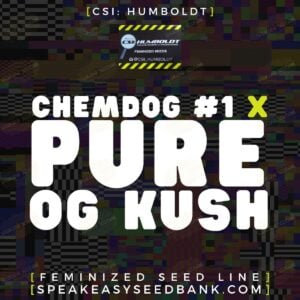 CSI Humboldt presents Chemdog #1 x Pure OG Kush