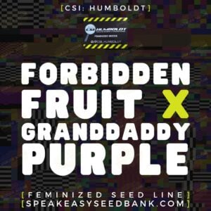 CSI Humboldt presents Forbidden Fruit x Granddaddy Purple