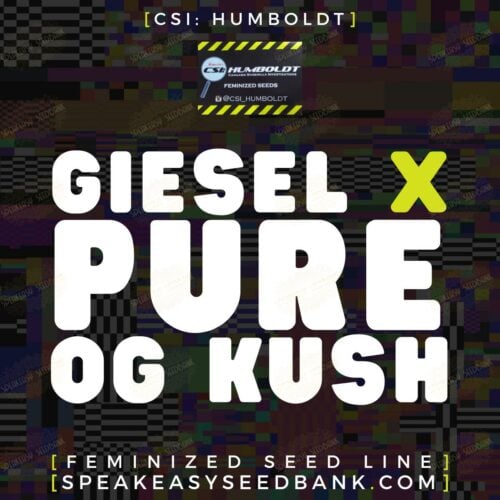 Giesel x Pure OG Kush