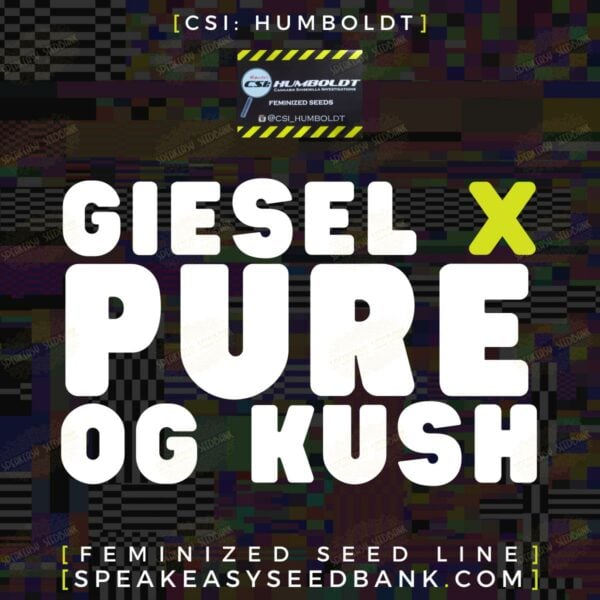 CSI Humboldt presents Giesel x Pure OG Kush