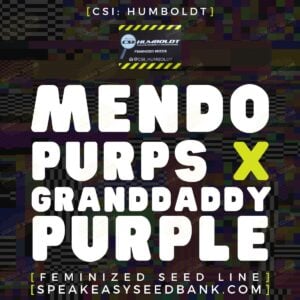 CSI Humboldt presents Mendo Purps x GrandDaddy Purple