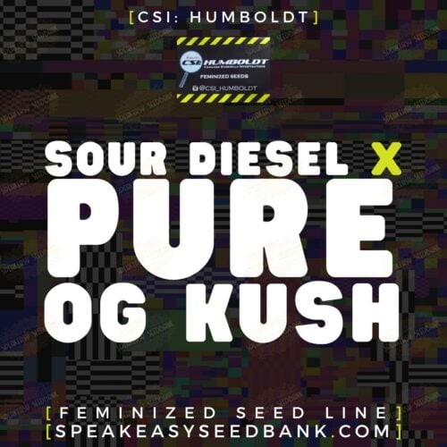 Sour Diesel x Pure OG Kush