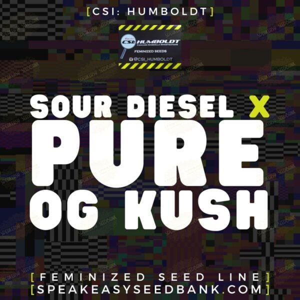 CSI Humboldt presents Sour Diesel x Pure OG Kush