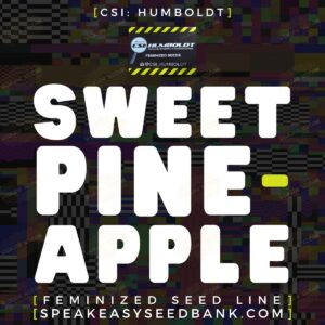 CSI Humboldt presents Sweet Pineapple