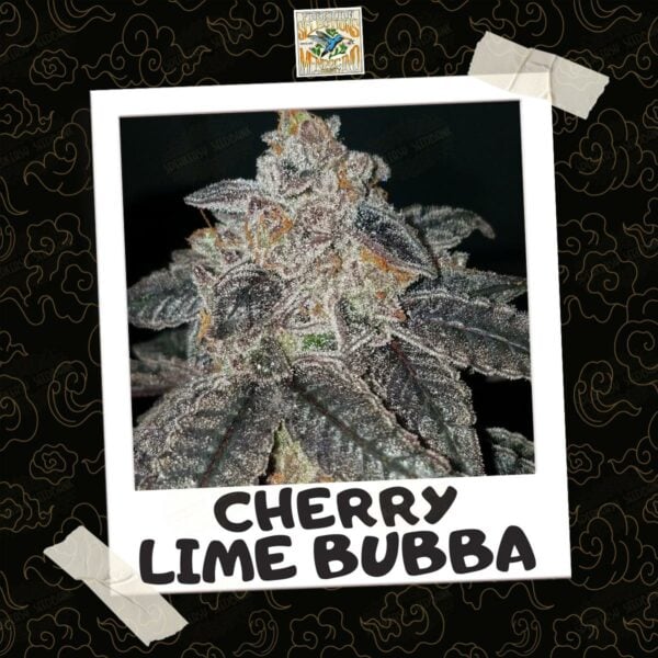 Polaroid photo of a Cherry Lime Bubba plant in flower with near black leaves.