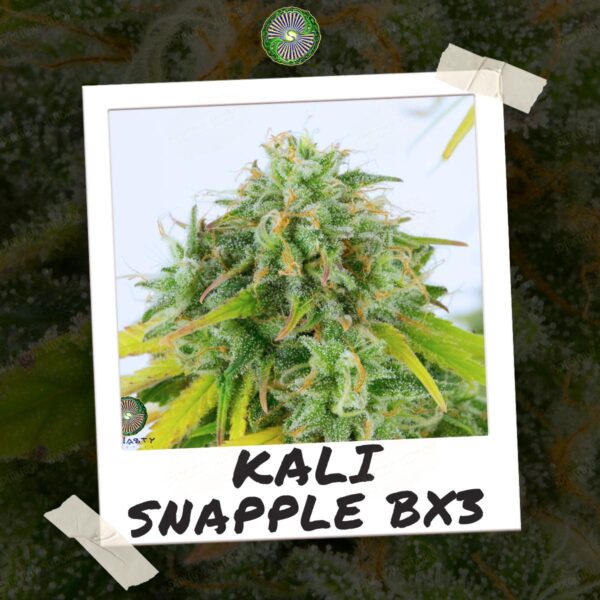 Kali Snapple BX3 - Image 3