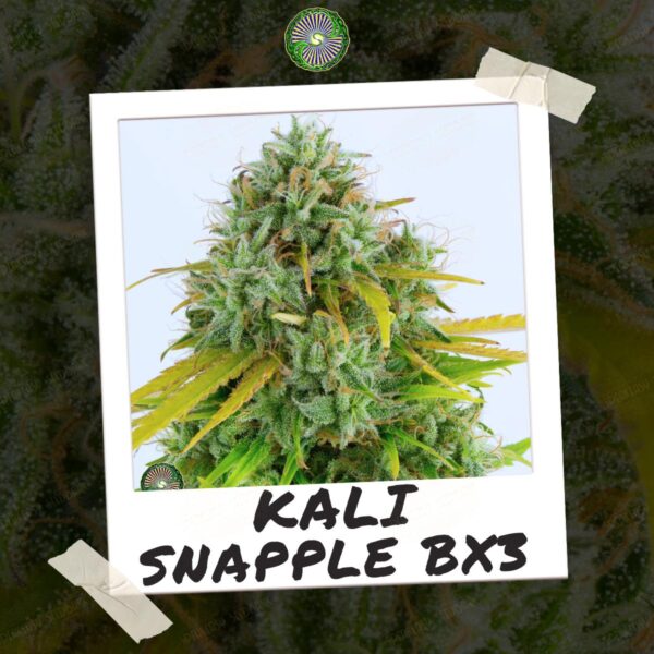 Kali Snapple BX3 - Image 2