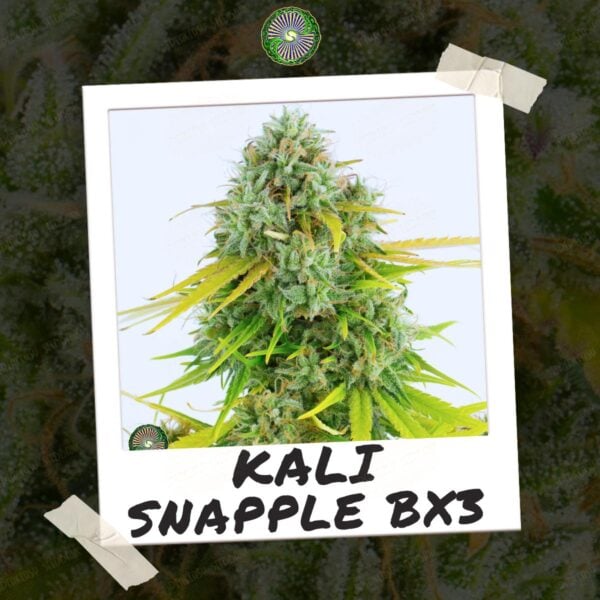 Kali Snapple BX3