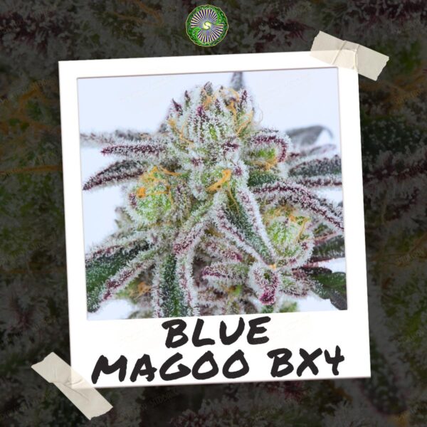 Blue Magoo BX4 - Image 3