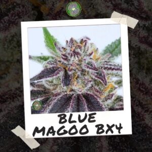 Blue Magoo BX4