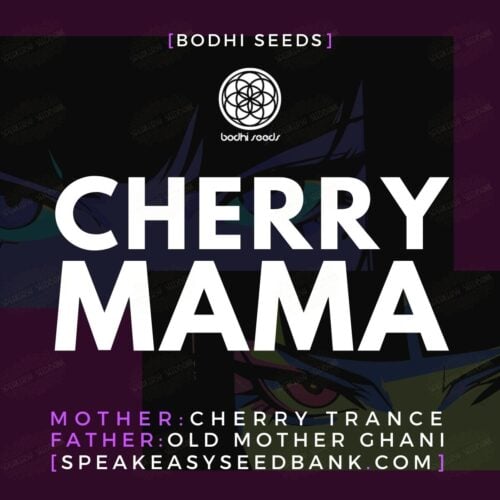 Cherry Mama