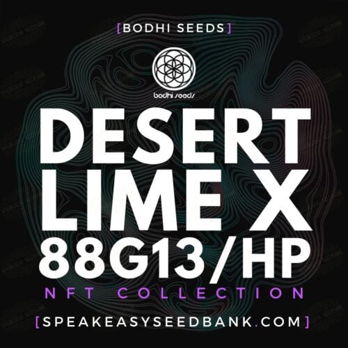 Desert Lime x 88G13/HP