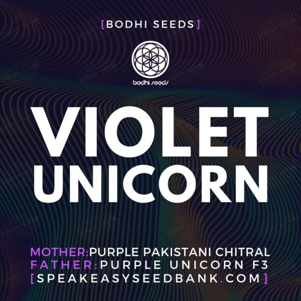 Violet Unicorn